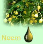 Neem Oil Extraction Process