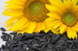 sunflower oil processing