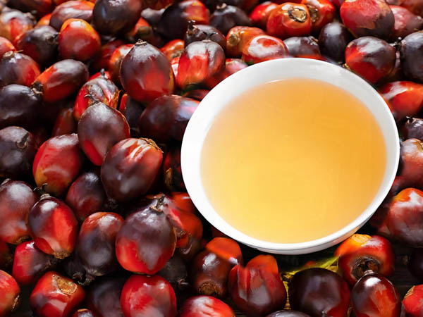 Professional Palm Oil Mill Plant & Machinery Manufacturers | High-Efficiency Palm Oil Milling Equipment