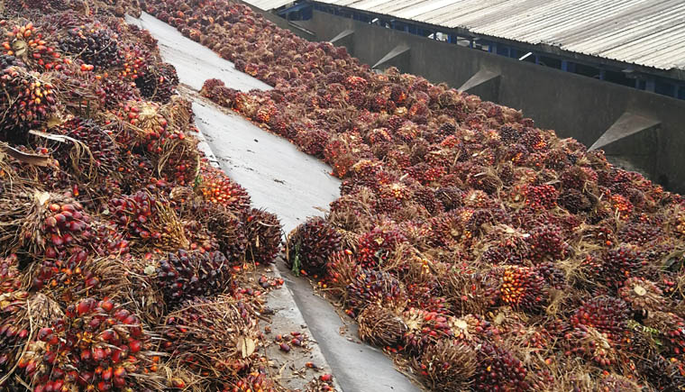 Fresh palm fruit bunches are unloaded to the receiving station where they are cleaned and sterilized.