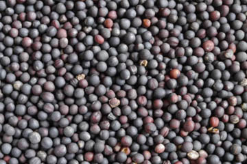 Canola oil processing