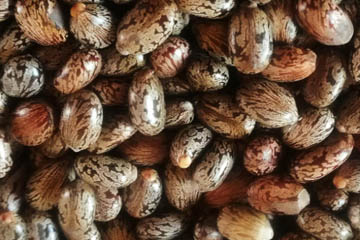 Castor oil processing