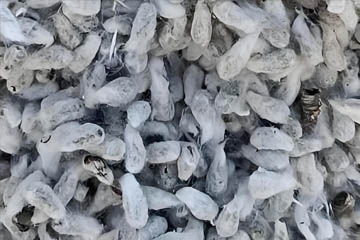 Cottonseed oil processing