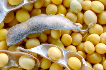 Soybean oil processing