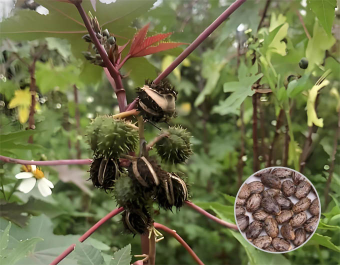 Castor seeds