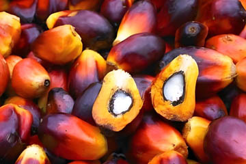 Palm oil processing