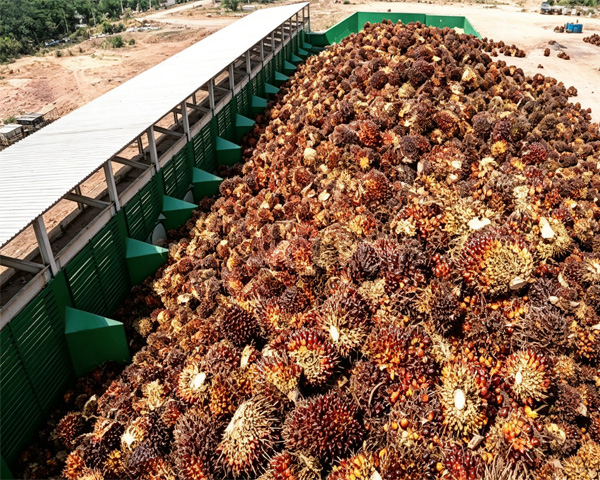 palm oil processing equipment